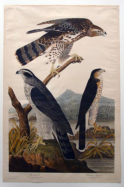 Portrait of Audubon, John James