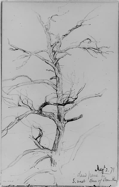 Dead Pine, Storm King (from Sketchbook)