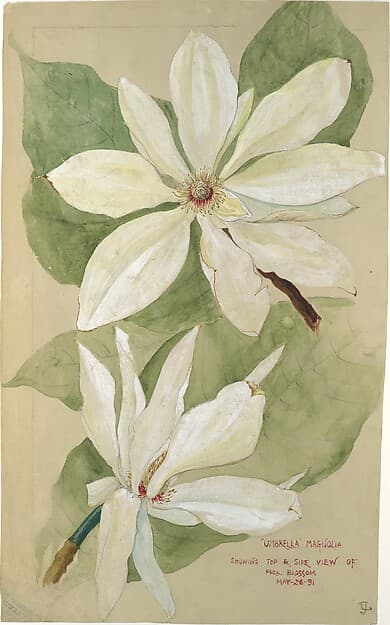 "Umbrella" Magnolia
