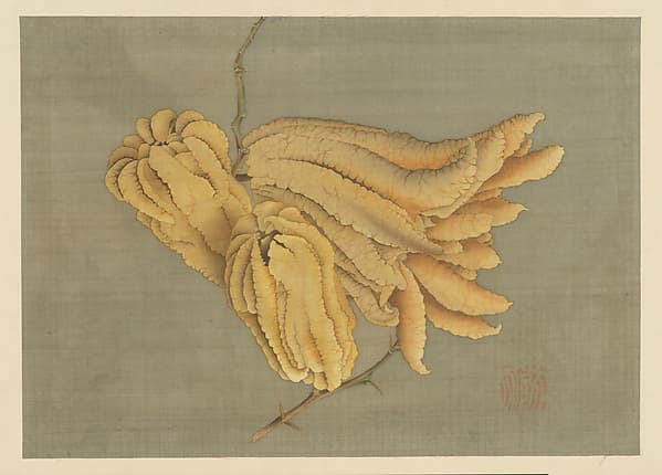 仏手柑図|Buddha’s Hand Citron (Busshukan)