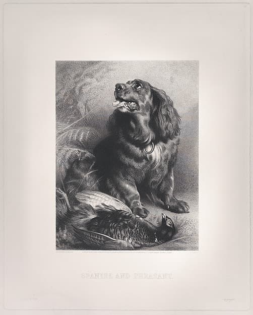 Spaniel and Pheasant