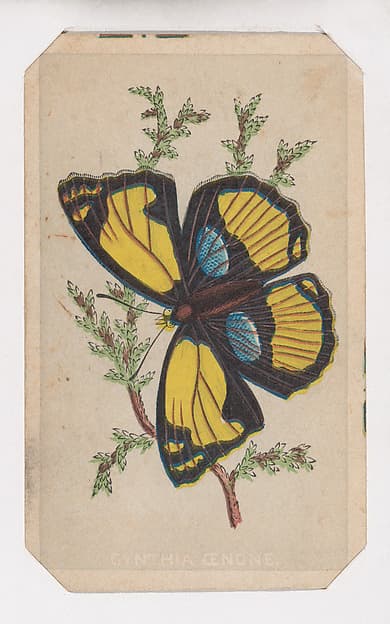 Cynthia Cenone butterfly card from the Butterflies and Moths of America series