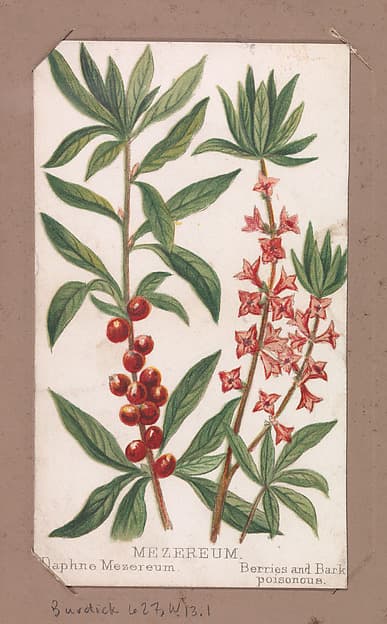 Mezereum from the Plants series