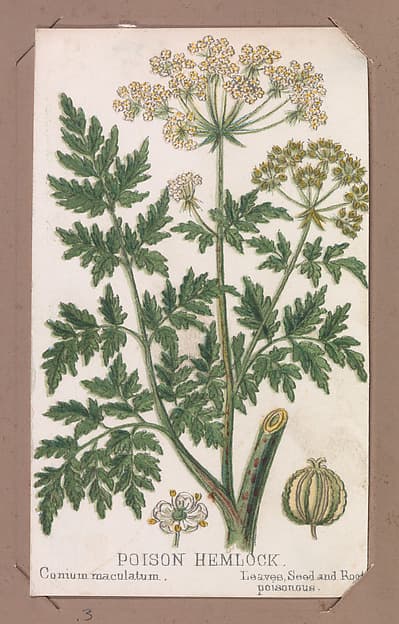 Poison Hemlock from the Plants series