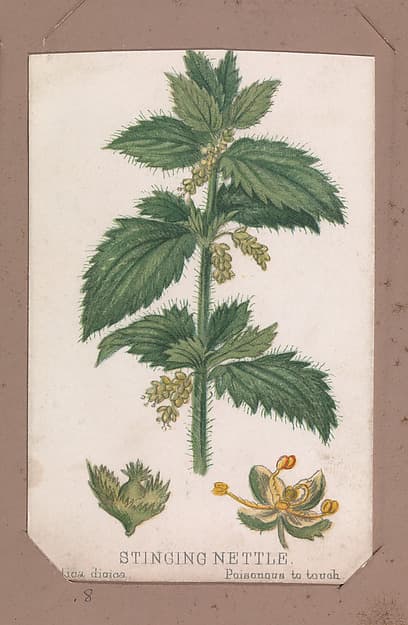 Stinging Nettle from the Plants series
