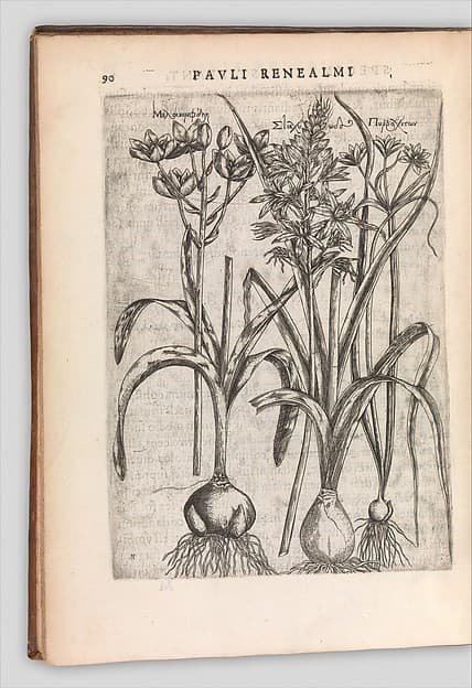 Specimen historiae plantarum