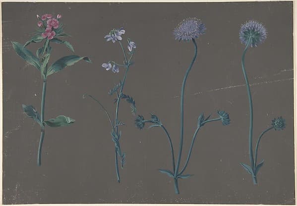 Study of Three Flowers