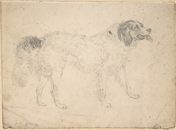Study of a Herding Dog Facing Right