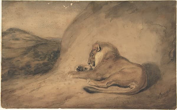 Lion Resting
