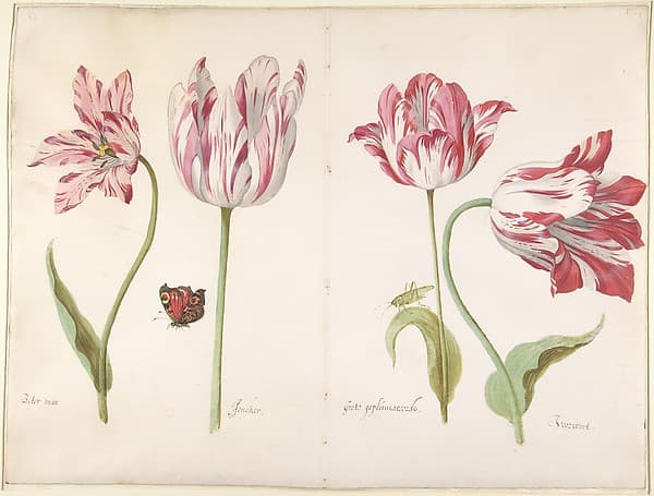 Four Tulips: Boter man (Butter Man), Joncker (Nobleman), Grote geplumaceerde (The Great Plumed One), and Voorwint (With the Wind)