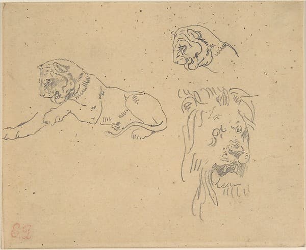 Three Studies of a Lion