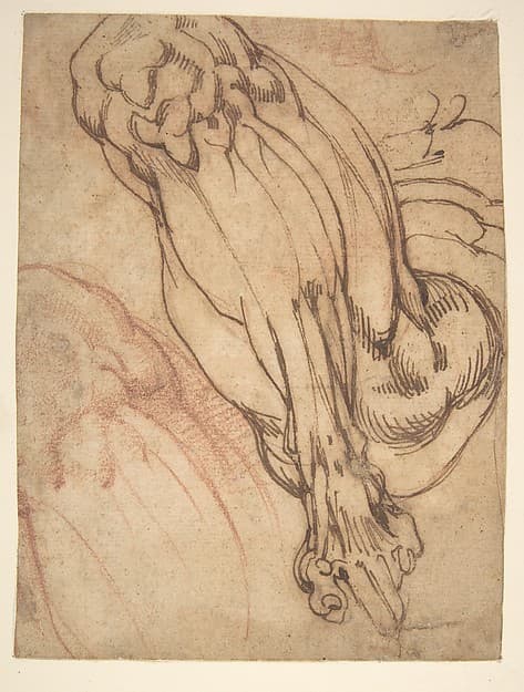 Anatomical Studies of a Leg (recto); Study of a Leg (verso)