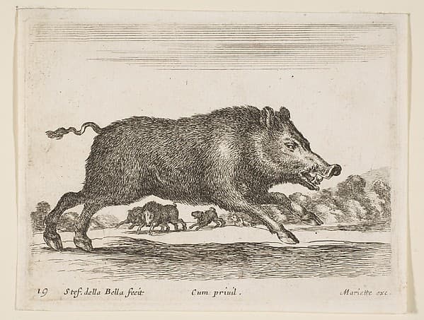 Wild boar, plate 19 from "Various Animals" (Diversi Animali)