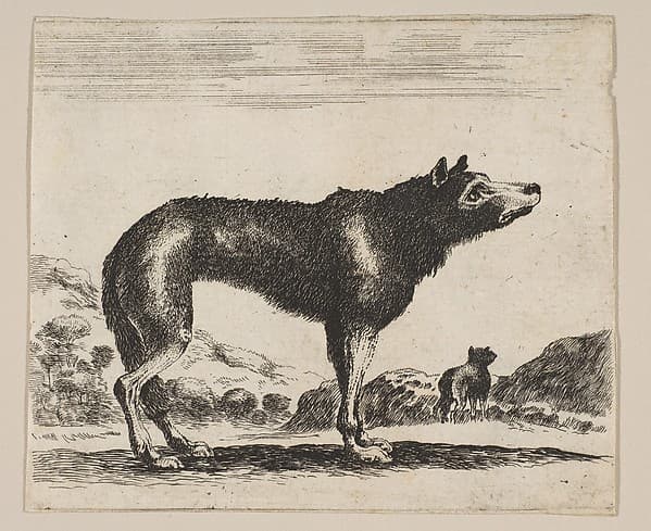Plate 20: Wolf, from "Various animals" (Diversi animali)