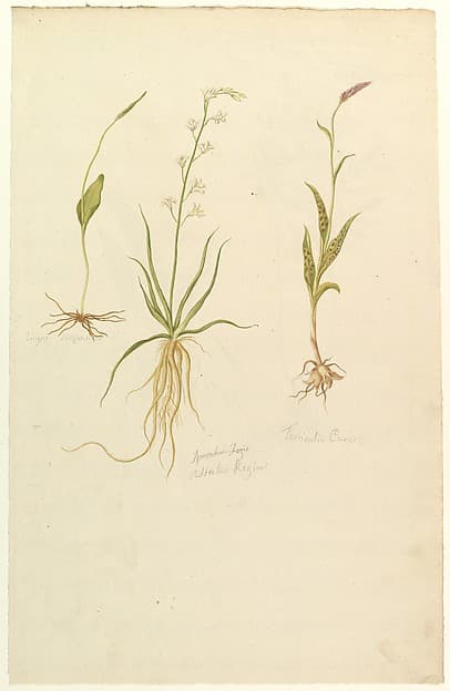 Botanical Studies (recto); Botanical Studies (verso)