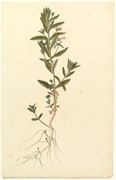 Botanical Study