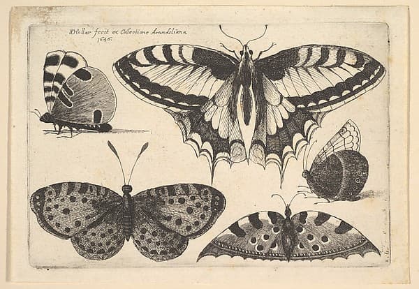 Five Butterflies