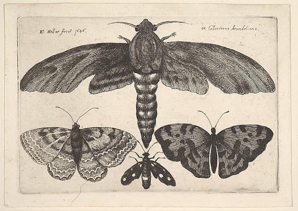 Moth and three butterflies