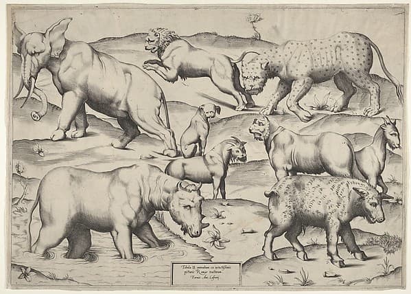 Various Animals
