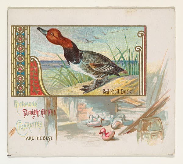 Red Head Duck, from the Game Birds series (N40) for Allen & Ginter Cigarettes