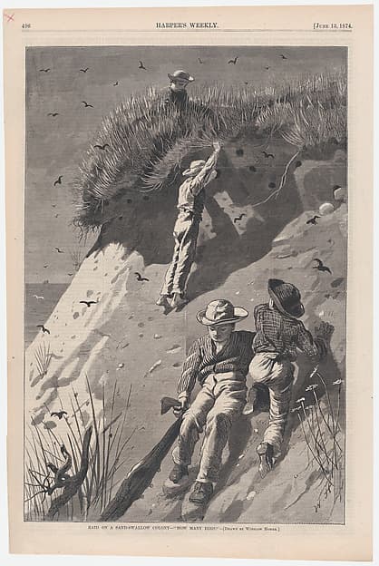 Raid on a Sand-swallow Colony – "How Many Eggs?" (from "Harper's Weekly," Vol. XVIII)