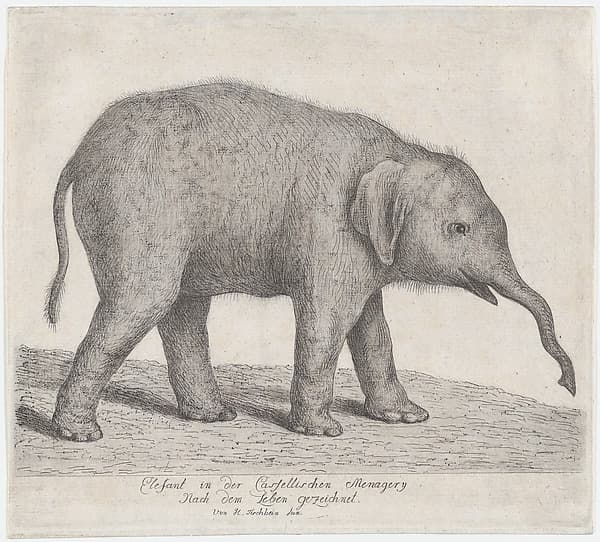A Young Elephant