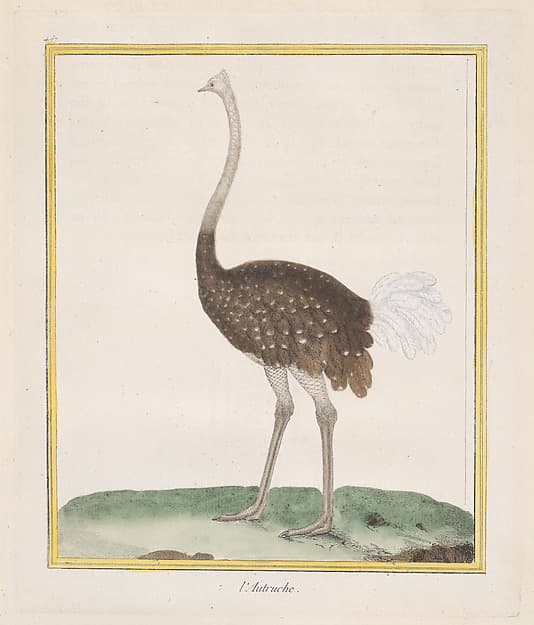 Autruche (Ostrich), from "Histoire Naturelle de Oiseaux"