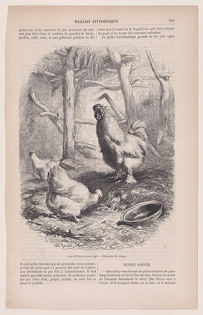 Silkie Cock and Hens, from "Le Magasin Pittoresque"