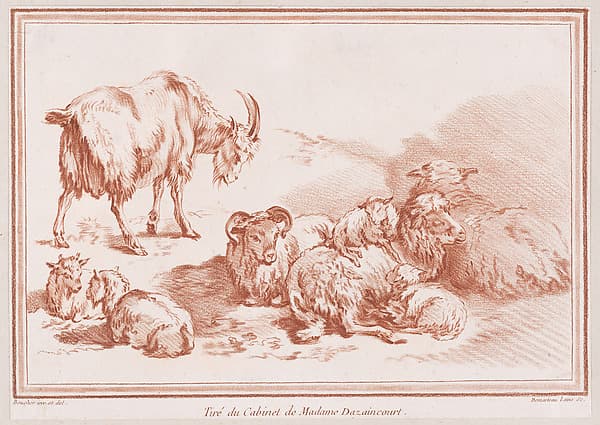 Chèvre, chevreaux et moutons