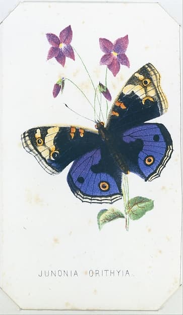 Junonia Orithyia from The Butterflies and Moths of America Part 1