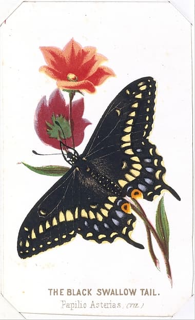 The Black Swallowtail from The Butterflies and Moths of America Part 3