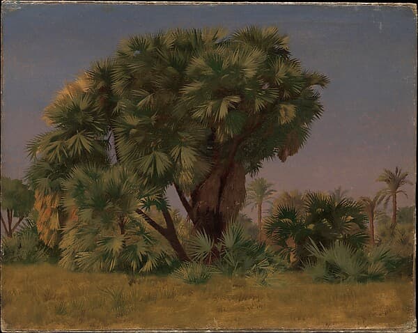 Study of Palm Trees