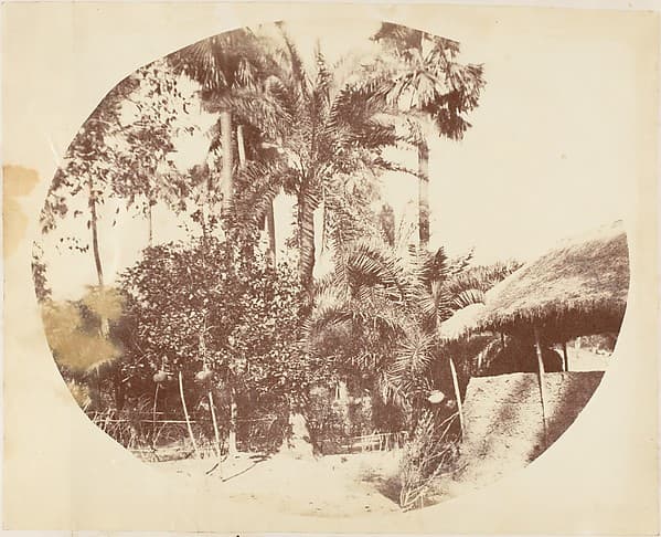 View in the Jungle, Bengal